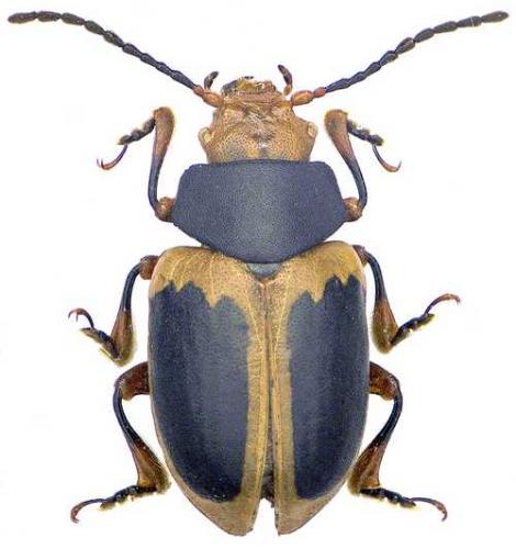 Réf. 214 006 : Colaspidema rufifrons